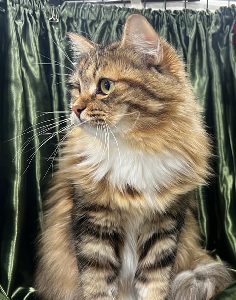 Kaiskaya - Siberian forest cat