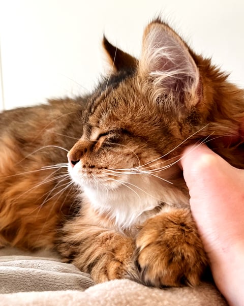 Rozaliya - Siberian forest cat