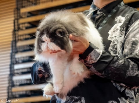 Best of breed and Supreme at the Cats Wa extravaga