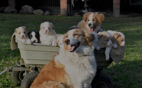 Tarnie & Misters litter 