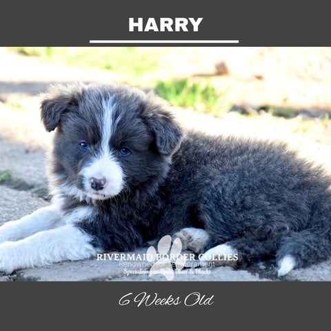 Harry from Tarnie & Misters litter