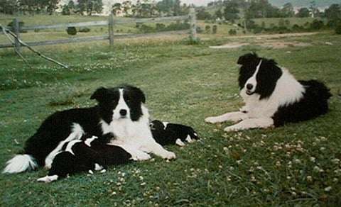 Rivermaid Border Collies