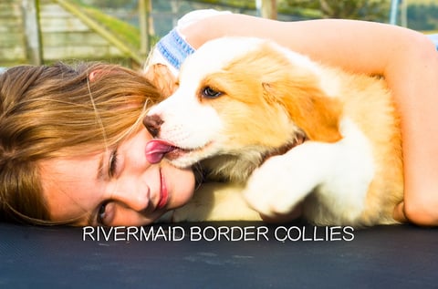 Rivermaid Border Collies