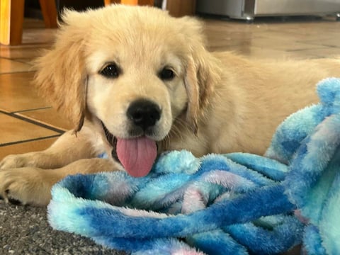 Sunryz Golden Retriever puppy