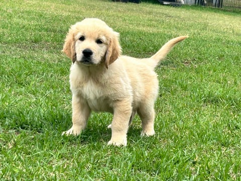 Sunryz Romeos Heart - Golden Retriever puppy