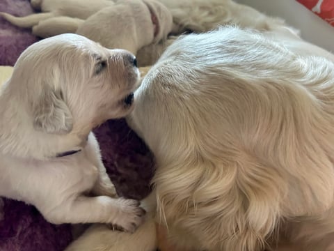 Telling mum secrets - Sunryz Golden Retrievers