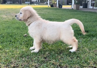 Sunryz Watermelon Moonshine - Golden Retriever