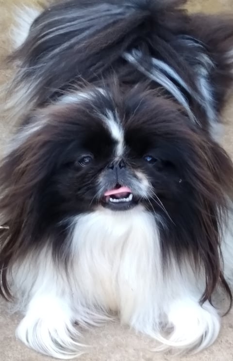 Weilien Pekingese - QLD