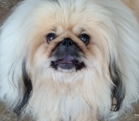 Weilien Pekingese