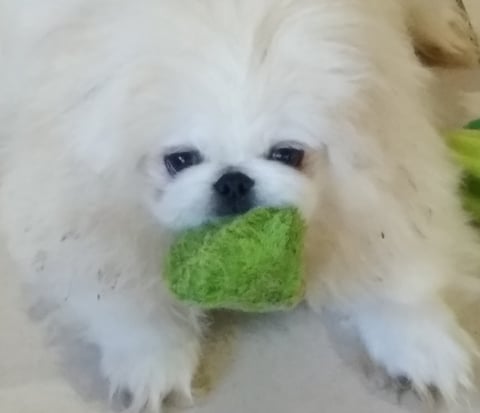 Weilien Pekingese