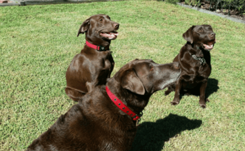 3 generations of Highview Labradors