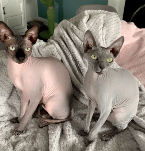 Medusa and Omen - Cleopurr Sphynx