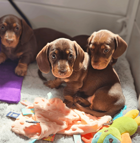 Jirancotoys Miniature Dachshunds