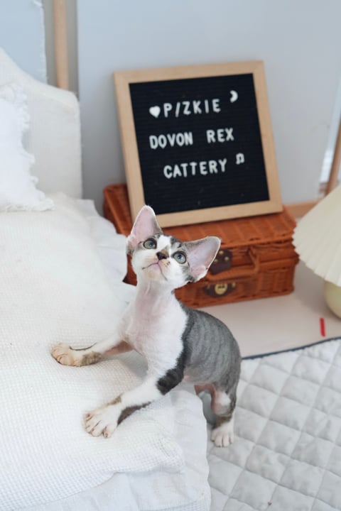 Pizkie Devon Rex - Devon Rex Breeder