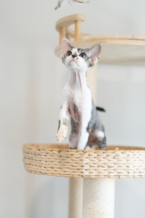 Pizkie Devon Rex - Devon Rex Breeder, Brisbane