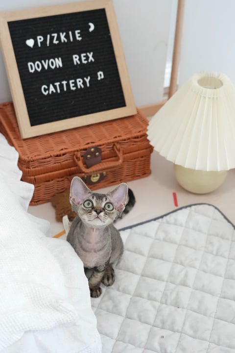 Pizkie Devon Rex - Devon Rex Breeder, Brisbane