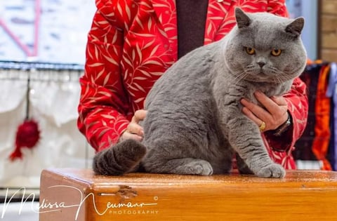 ACF AoE GDGCH Beezkneez Lincoln Blinkin