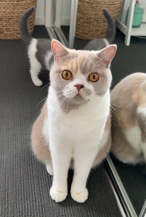 BarbieKatz British Shorthairs