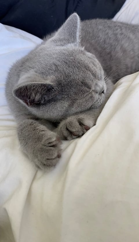 BarbieKatz British Shorthair Cats