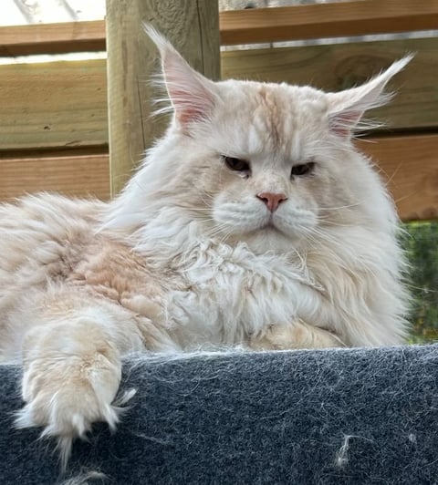 Cooncove Maine Coons