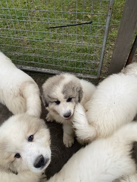 Snofyre Pyrenean puppies