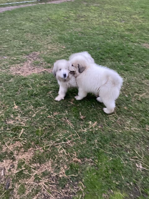 Pyrenean puppies