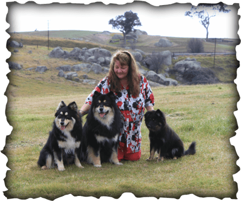 Snofyre Finnish Lapphunds 