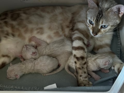 Dikater Bengal Kittens