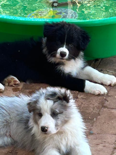 Bondog Border Collie Puppies