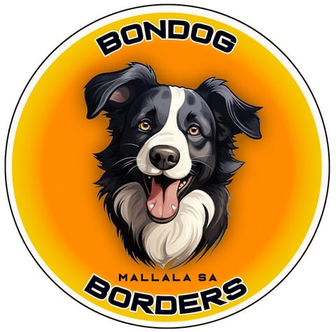 Bondog Border Collies