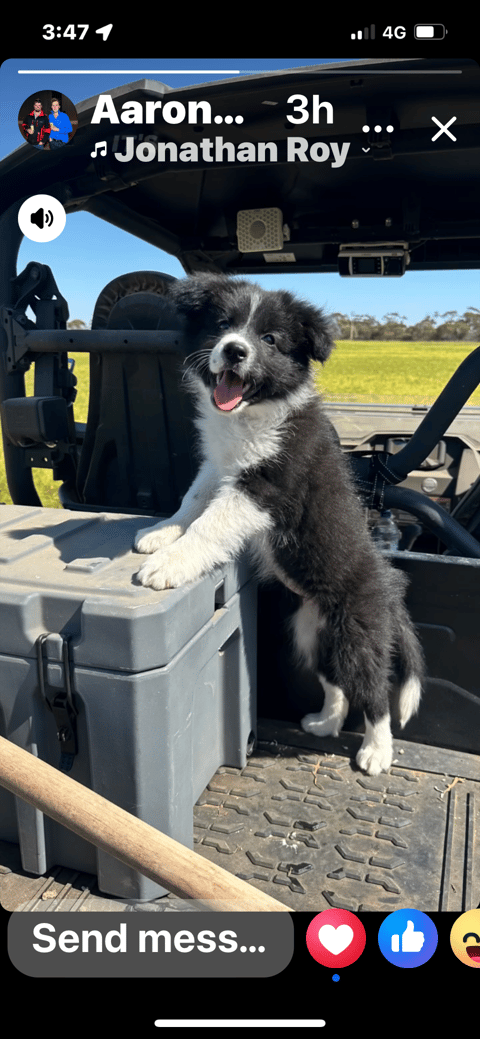 Bondog Border Collie Pup