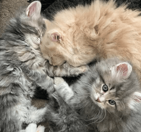 Siberian Serenade kittens