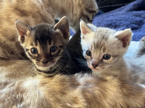 Silver Lynx charcoal male 