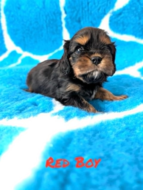 Monteba Cavalier King Charles Spaniels