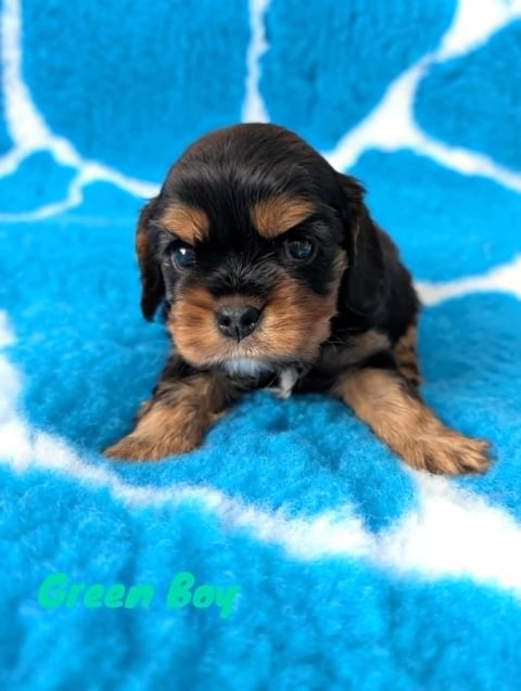 Monteba Cavalier King Charles Spaniel Puppy