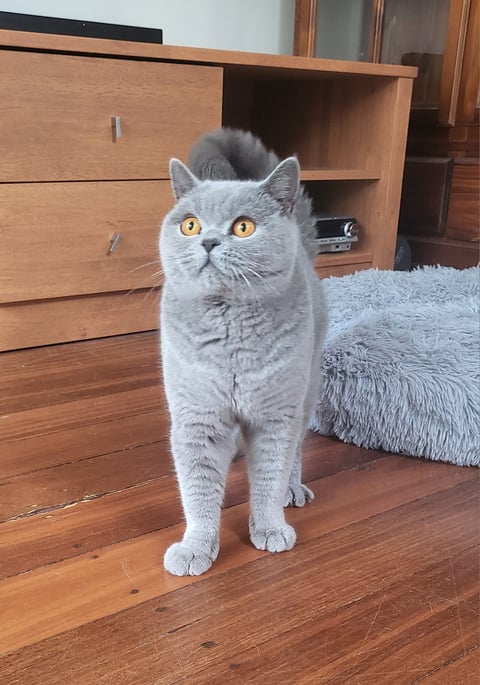 British Shorthair Blue