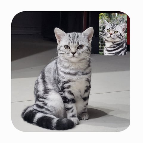 British Shorthair Black/Silver Classic Tabby