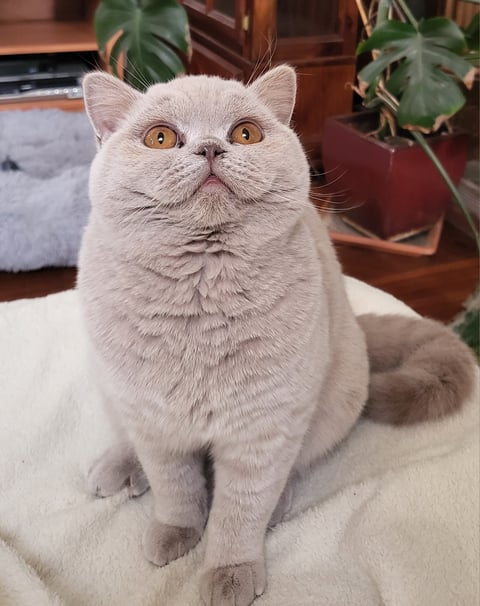 British Shorthair Lilac