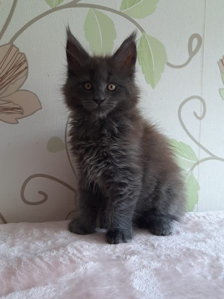 Sunny Kittens - Main Coon Breeder