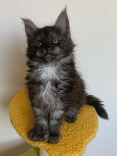 Sunny Kittens - Main Coon Breeder