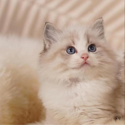 Ragalon Ragdolls - Registered Ragdoll Breeder - Vi