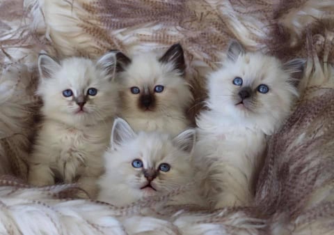 Ragalon Ragdolls - Ragdoll Breeder - Victoria