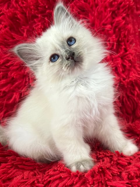 blue cream tortie - LittleStar Birmans