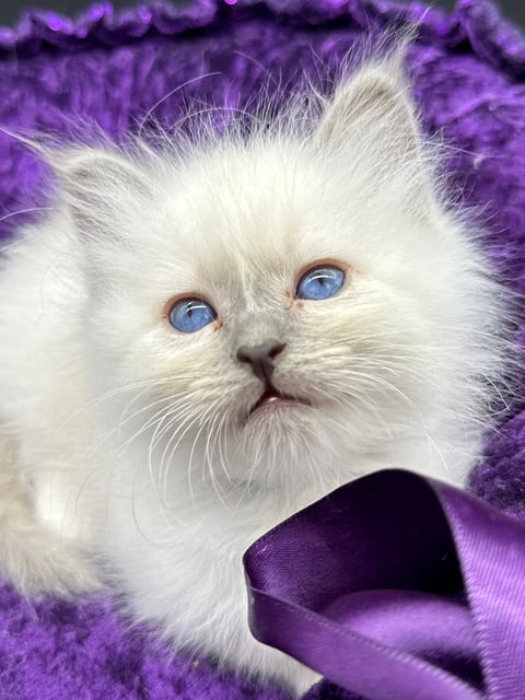 Lilac kitten - LittleStar Birmans