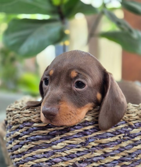 Chocolate and tan female - Wunya Mini Dachshunds