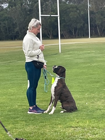 OKLAHS Boxers - Coffs Harbour, NSW