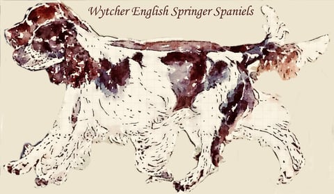 Wytcher English Springer Spaniels