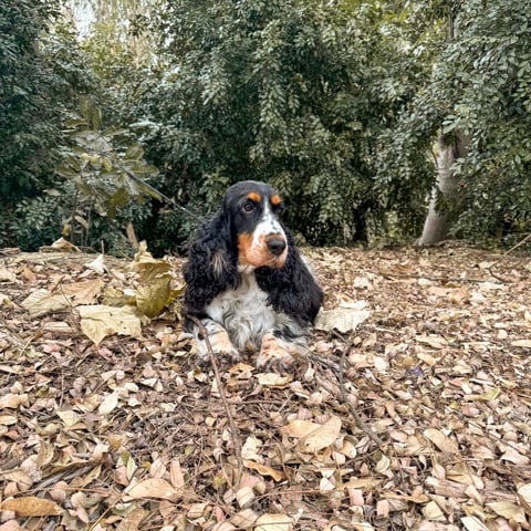 Ashline English Cocker Spaniels, Ipswich, Qld