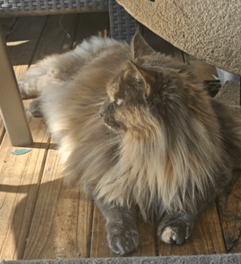 Miss Obi - Cub Kingdom Maine Coons