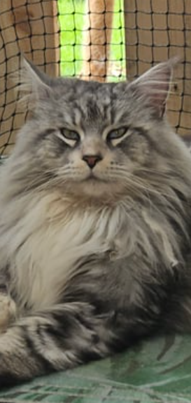 Sir Leonardo - Cub Kingdom Maine Coons